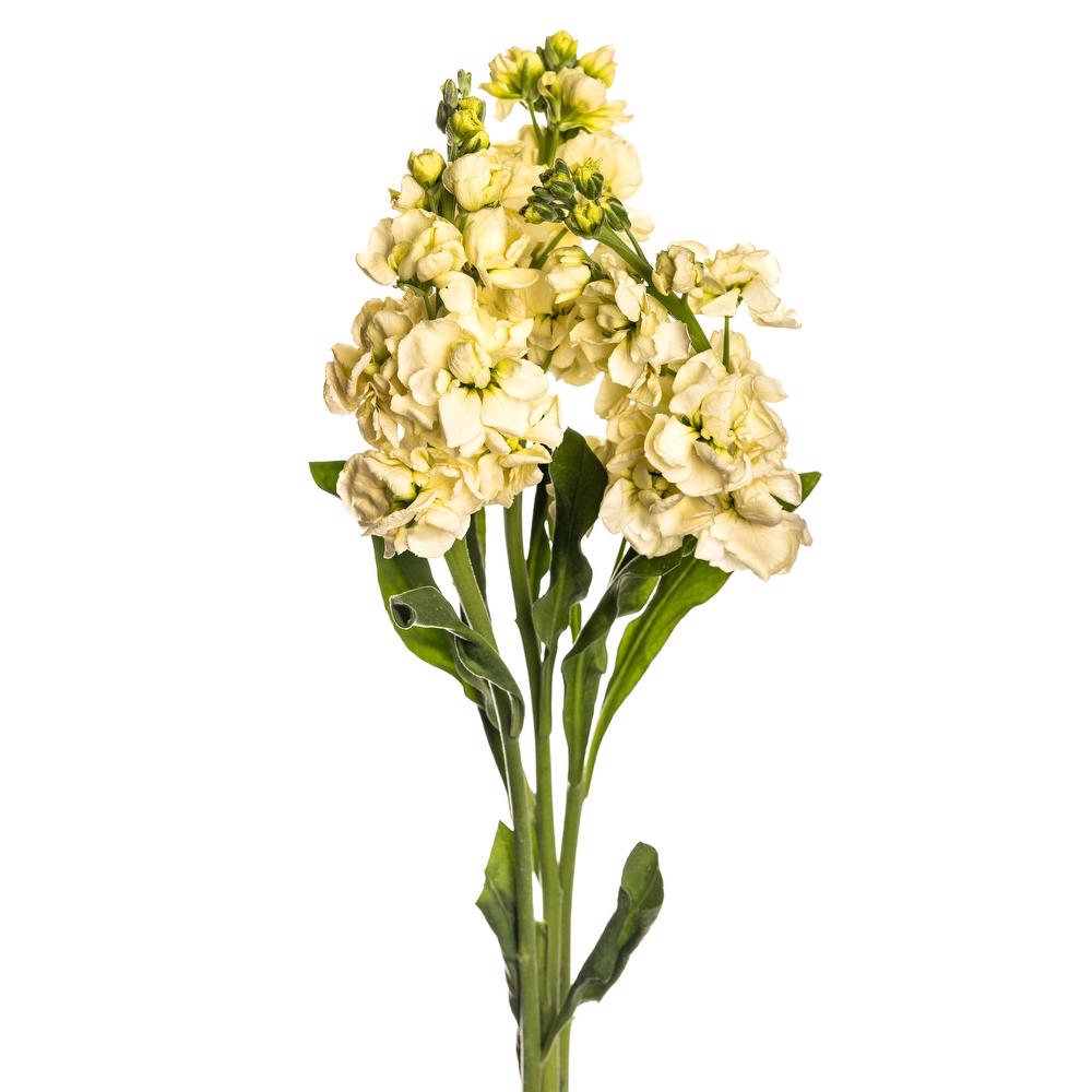 esmeralda-farms-stock-ki-no-mai-yellow