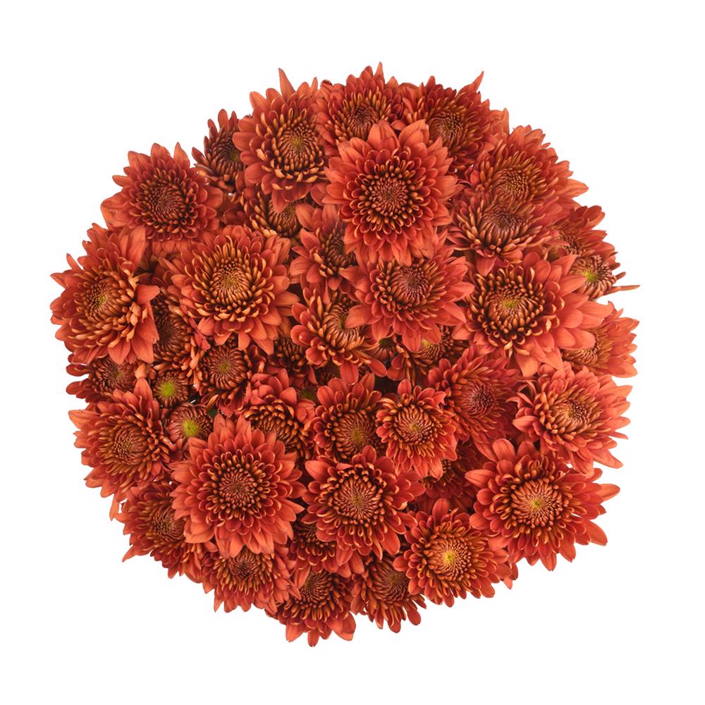 esmeralda-farms-cushion-calvex-rojo-3