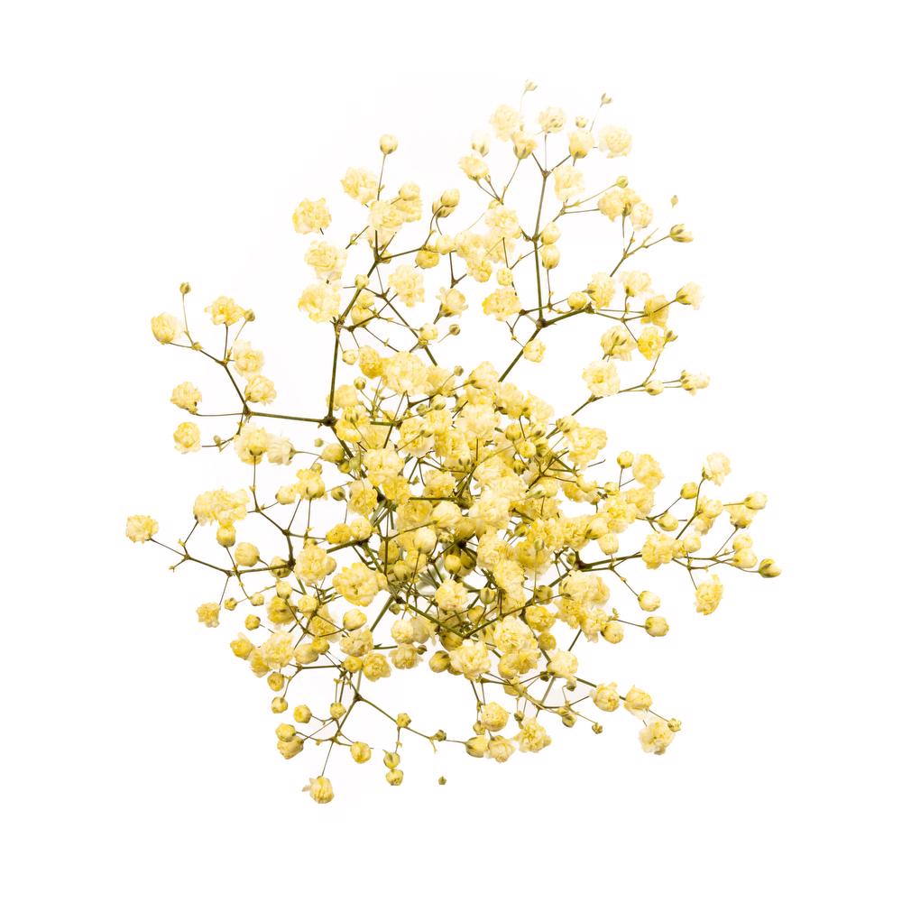 esmeralda-gypsophila-yellow-painted