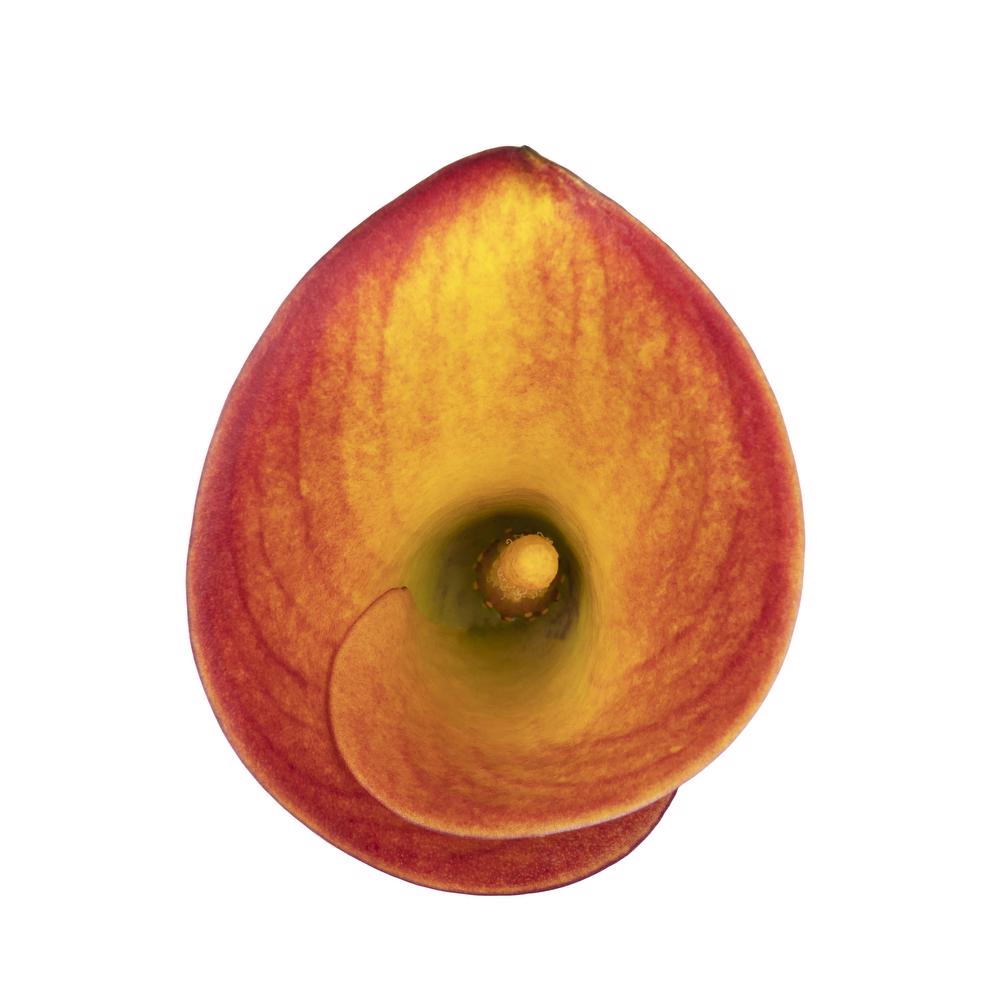 esmeralda-farms-calla-lily-hawaiian-papaya-top