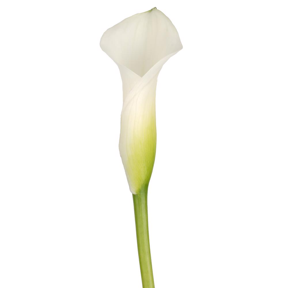 esmeralda-farms-crystal-white-cordoba-mini-calla-lily