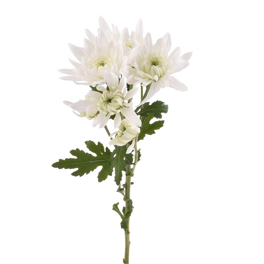 esmeralda-farms-pompon-cushion-maisy-4