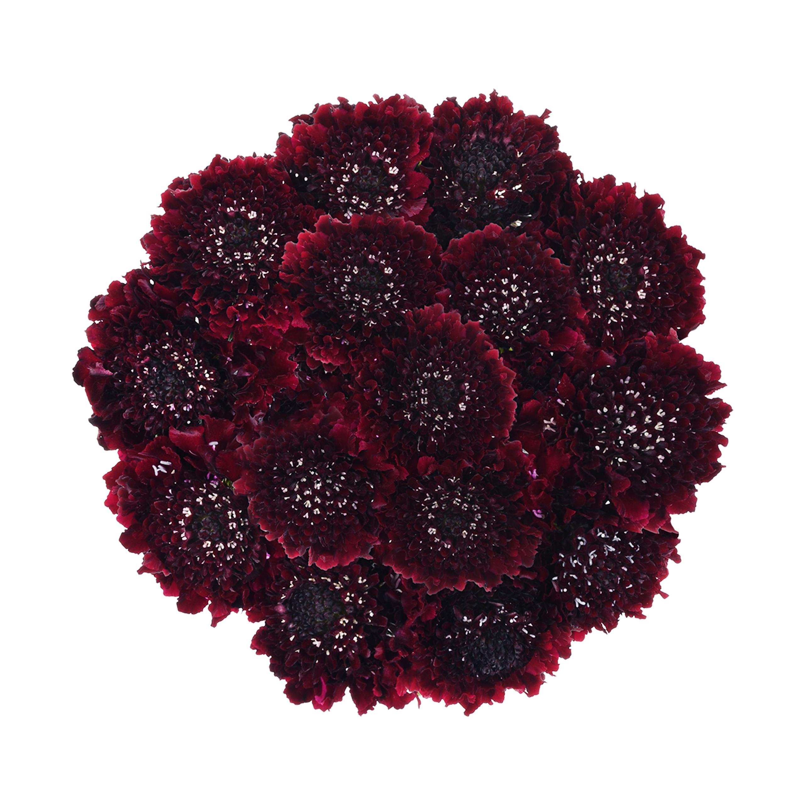 esmeralda-farms-scabiosa-burgundy-5