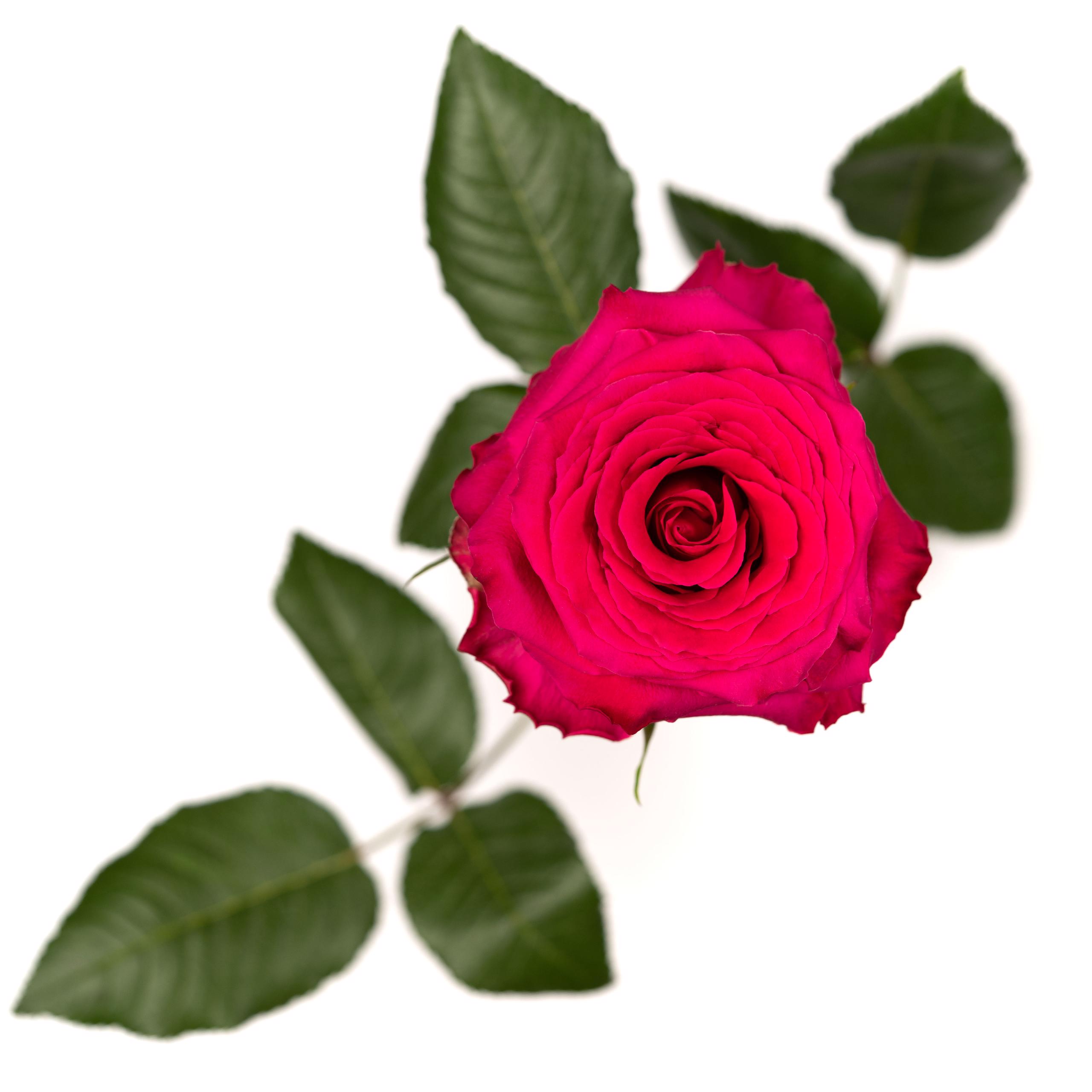esmeralda-rose-full monty