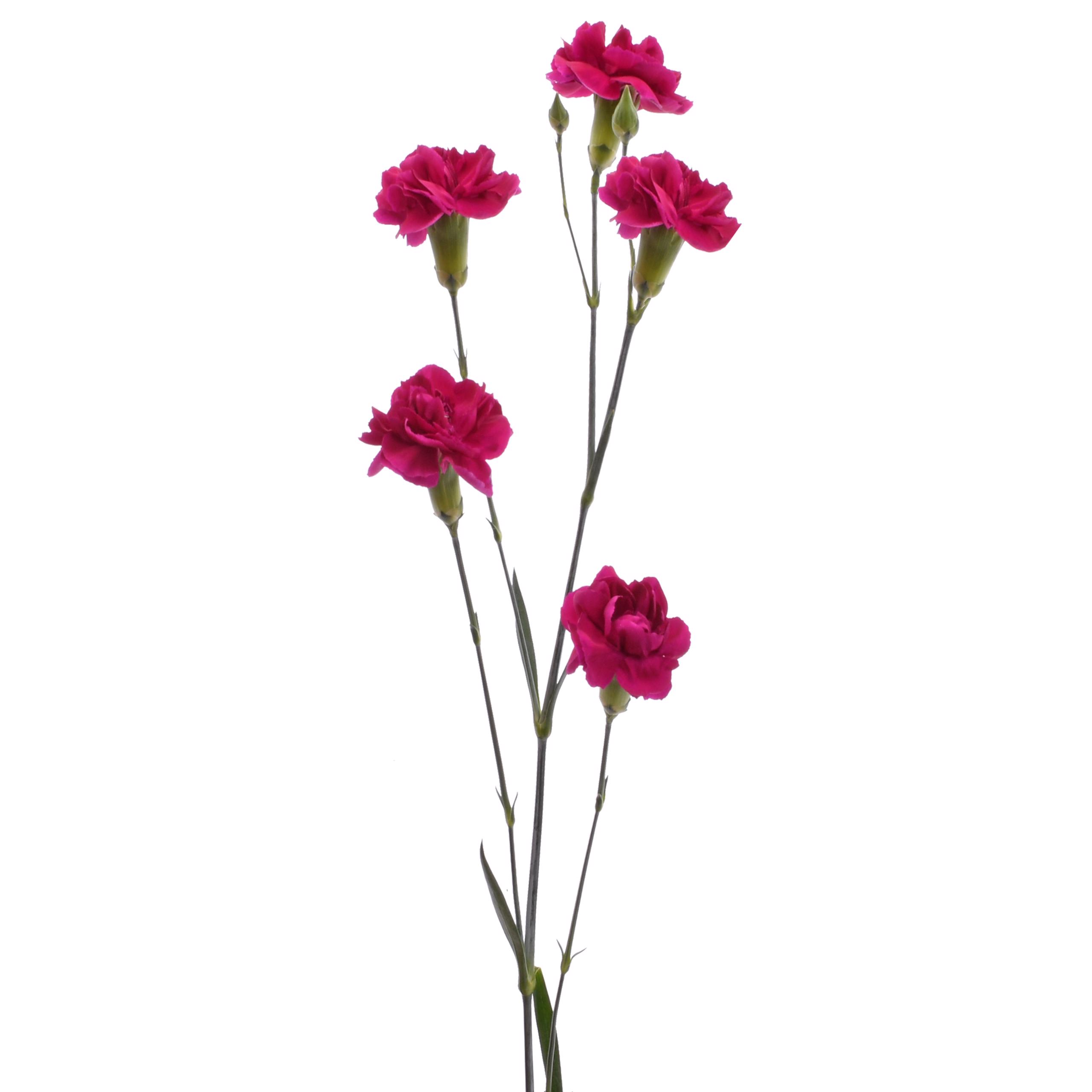 esmeralda-farms-mini-carnation-purple-3