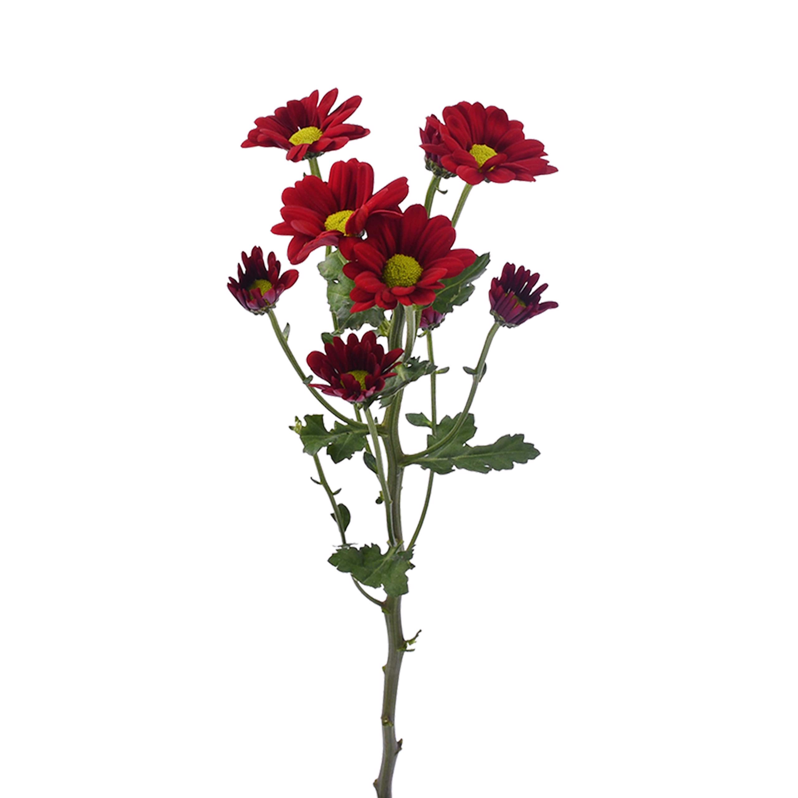 esmeralda-farms-pompon-daisy-valentino-red-4