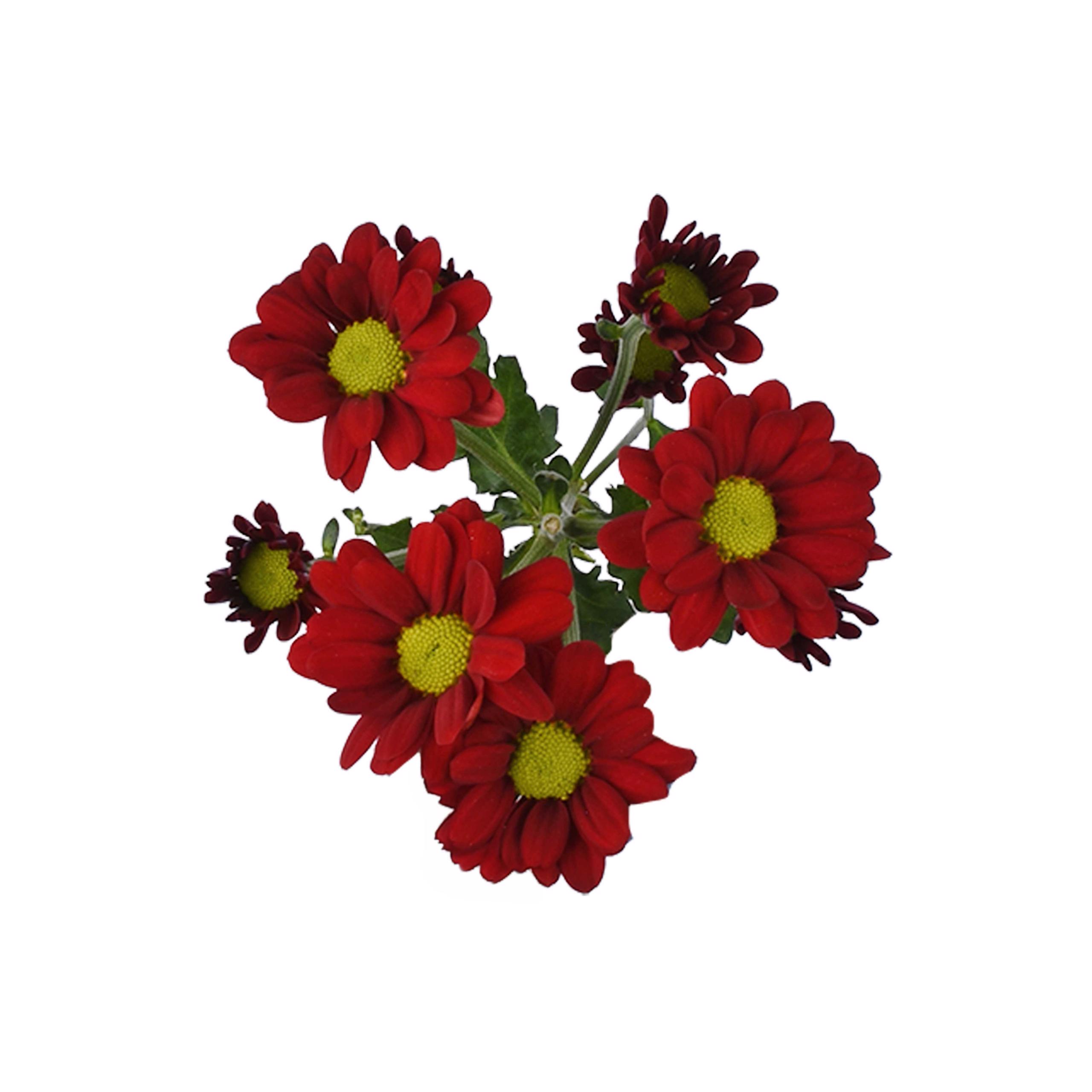 esmeralda-farms-pompon-daisy-valentino-red-5