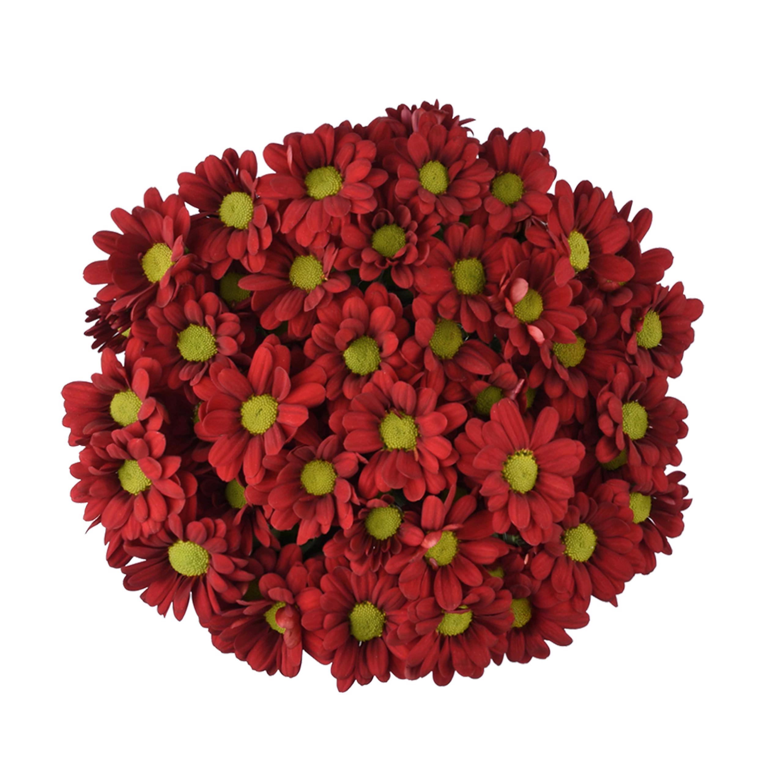 esmeralda-farms-pompon-daisy-valentino-red-3