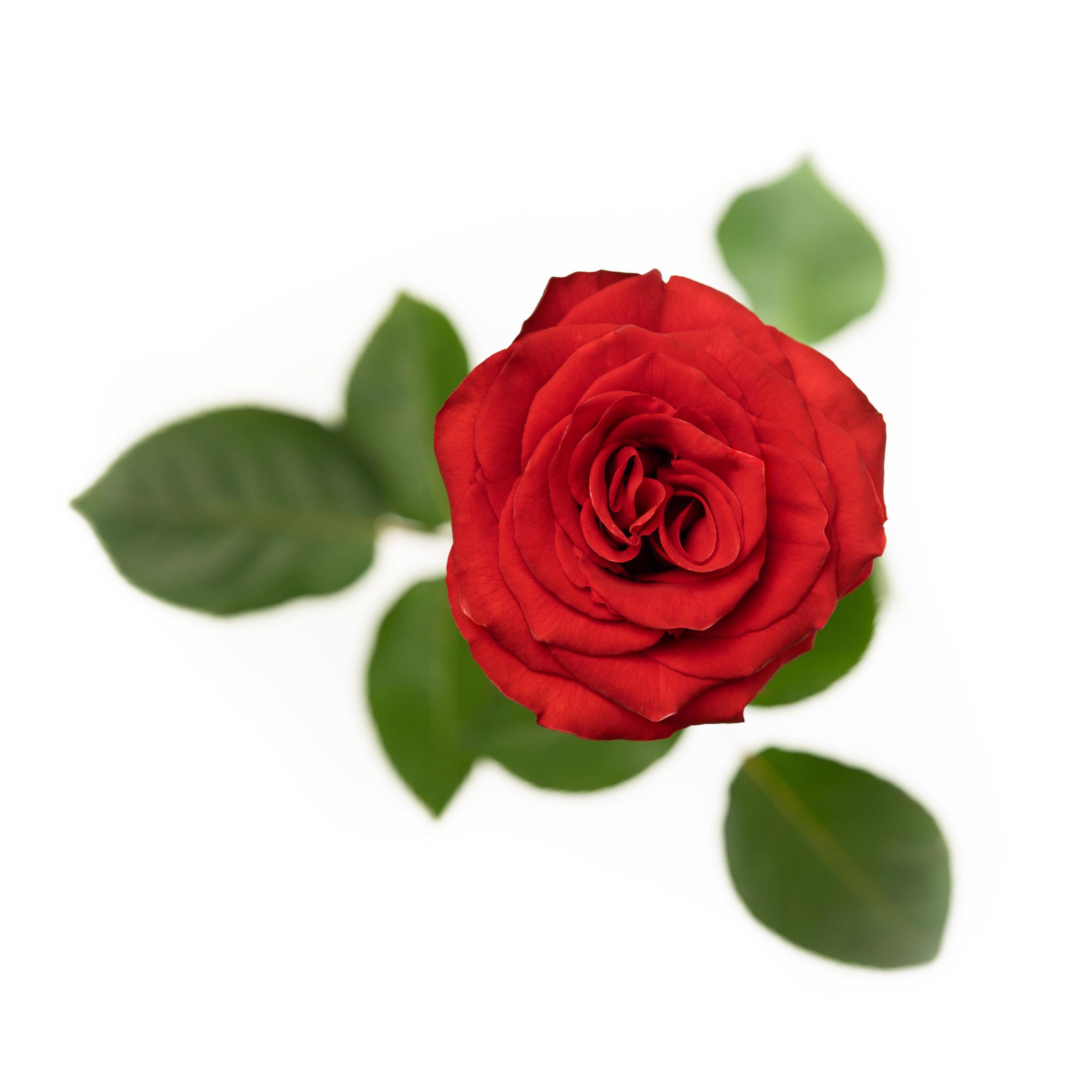 esmeralda-rediant-rose