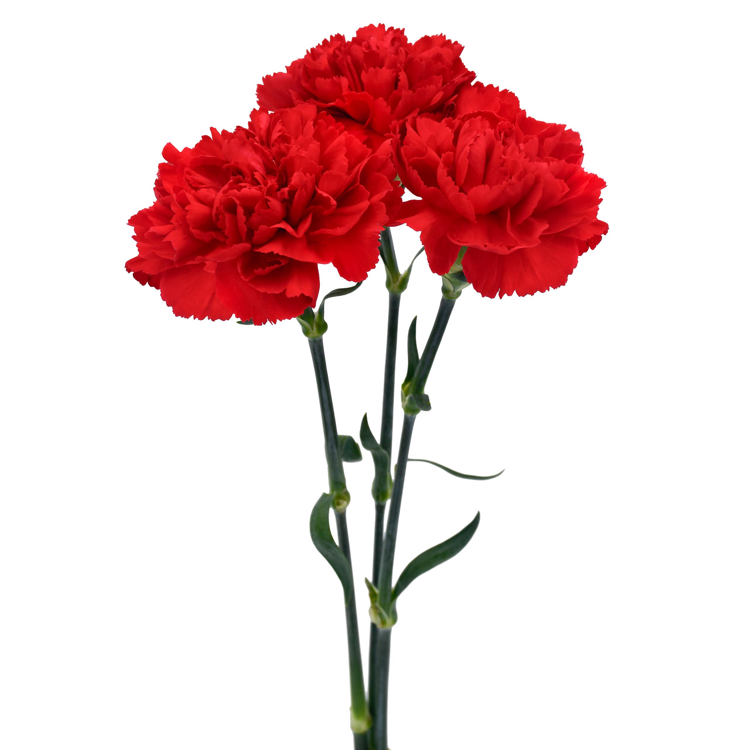 Red - Carnation - Esmeralda Farms Wholesale Flowers