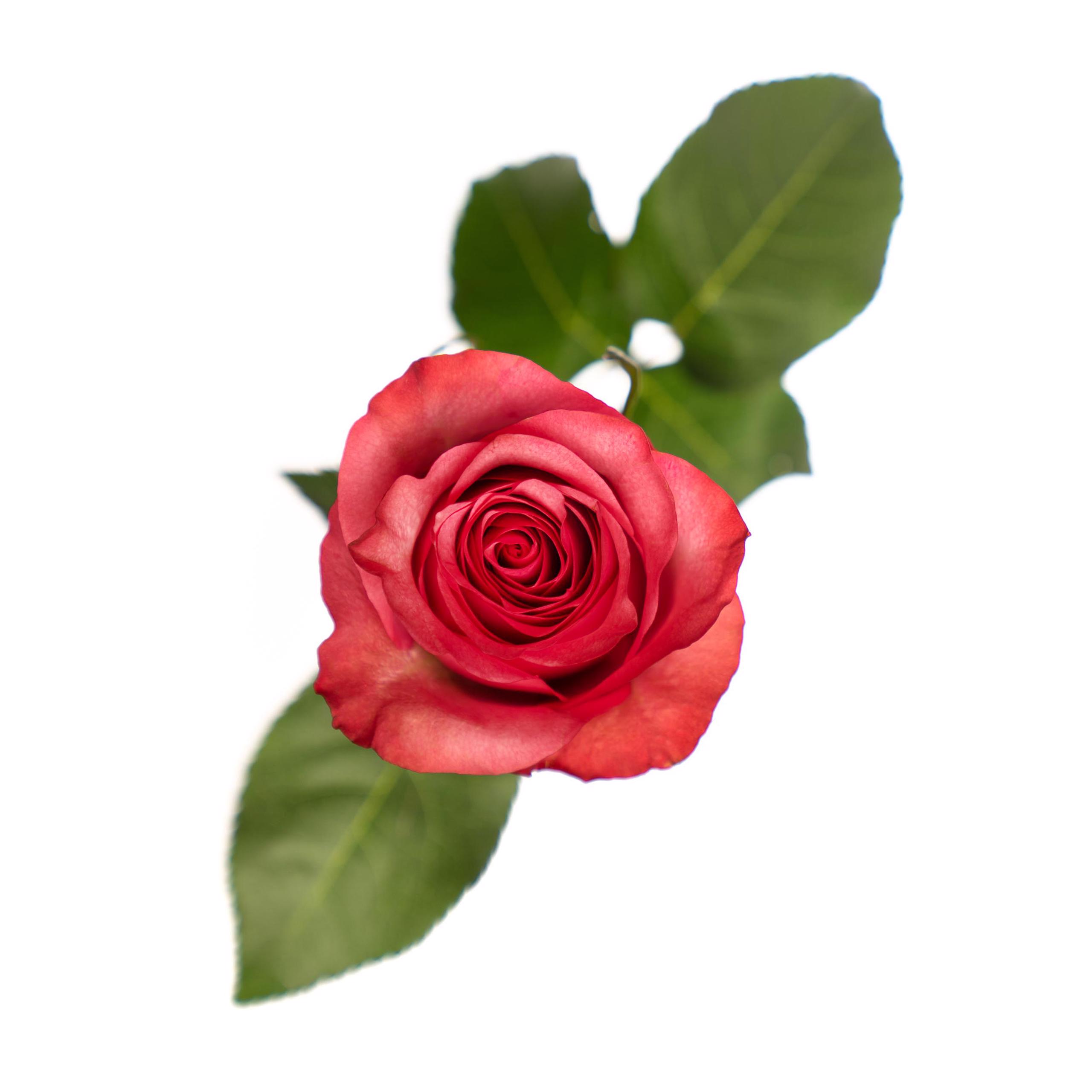 esmeralda-lola-rose