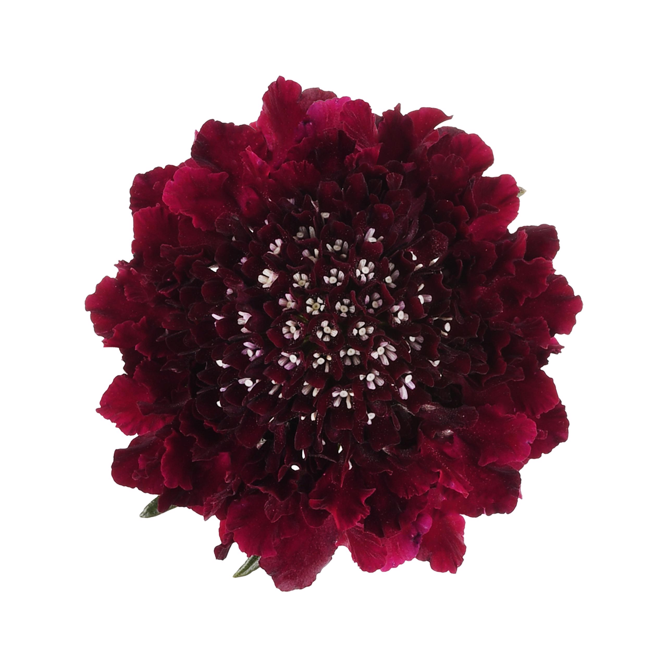 esmeralda-farms-scabiosa-burgundy-4