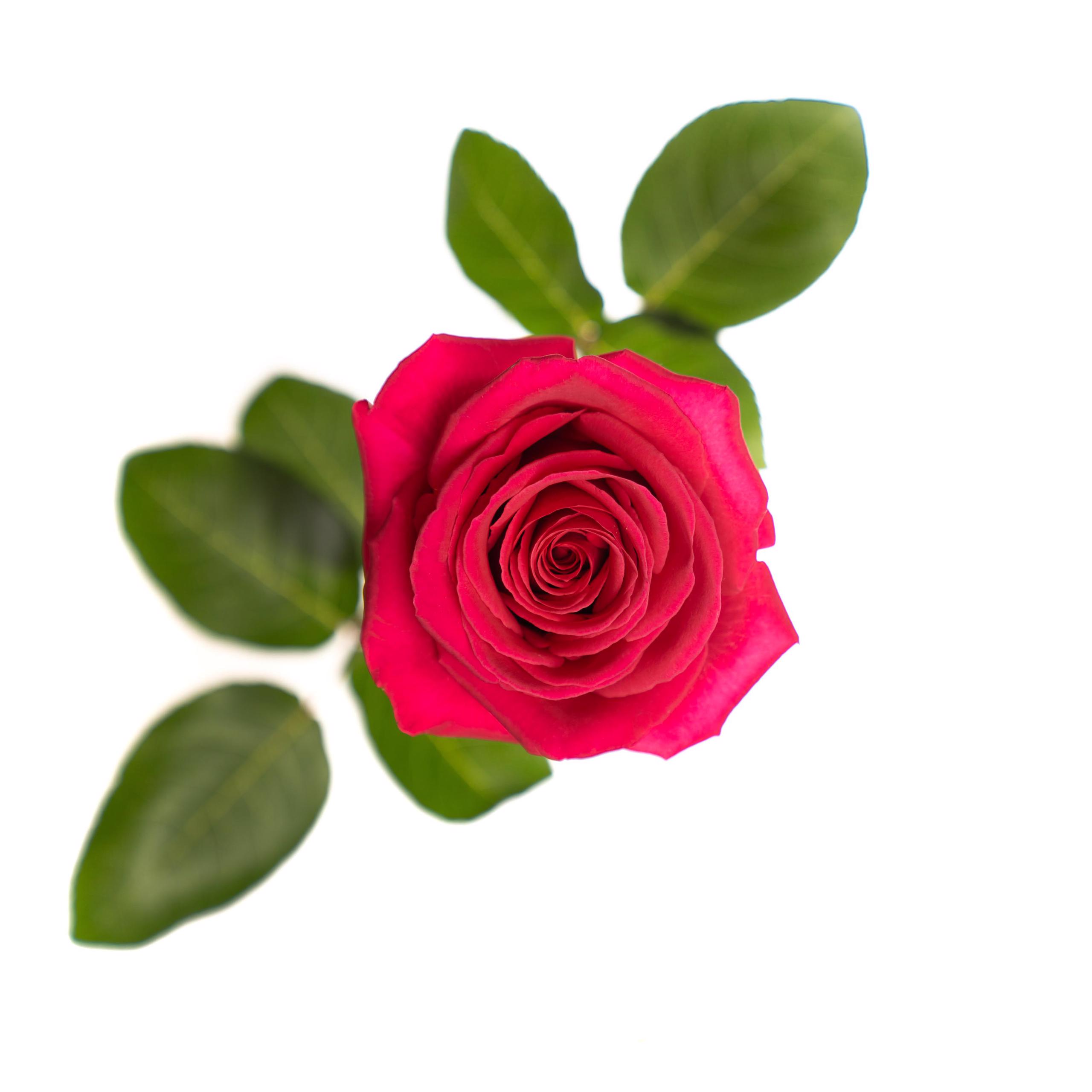 esmeralda-pink-floyd-rose