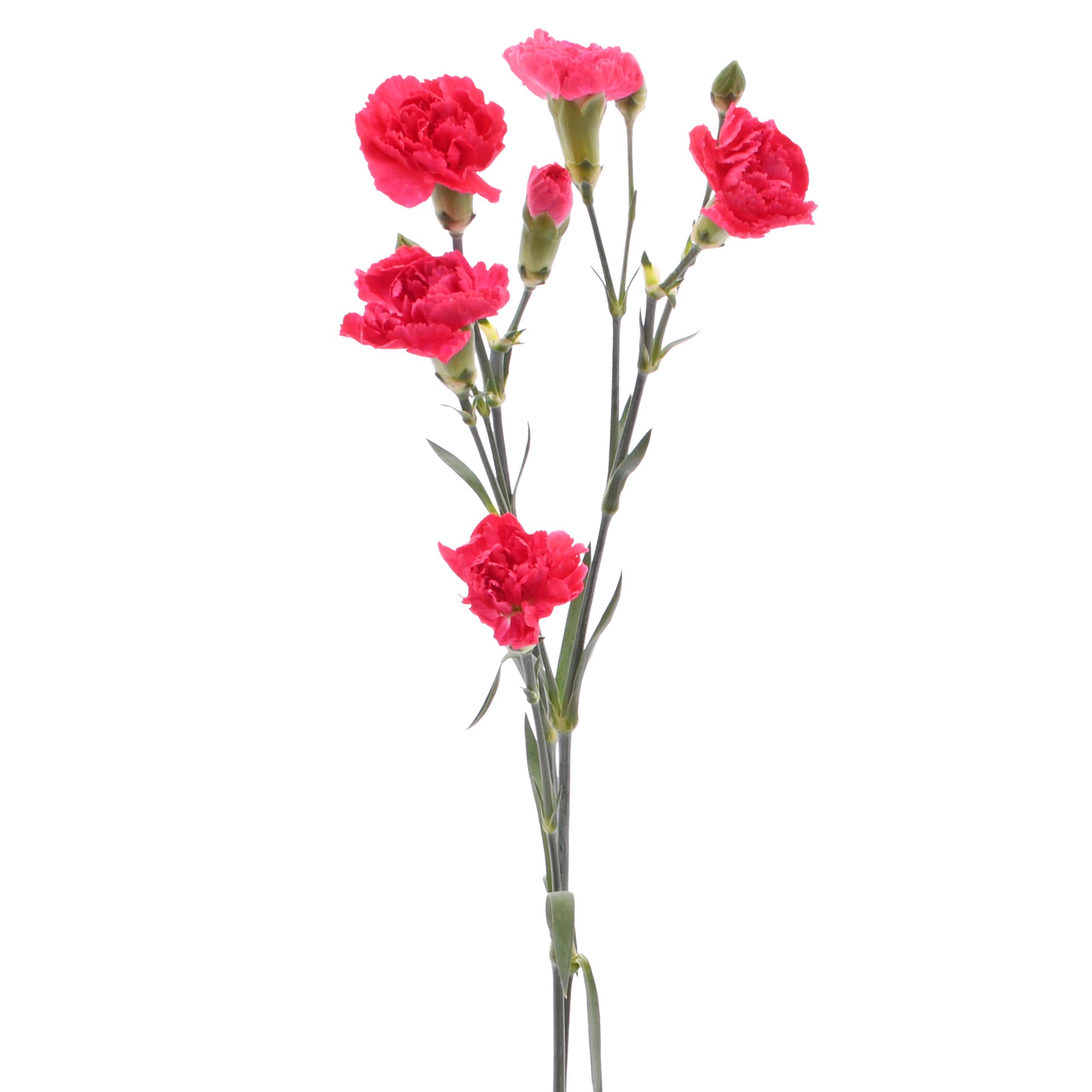 esmeralda-farms-mini-carnation-hot-pink-3