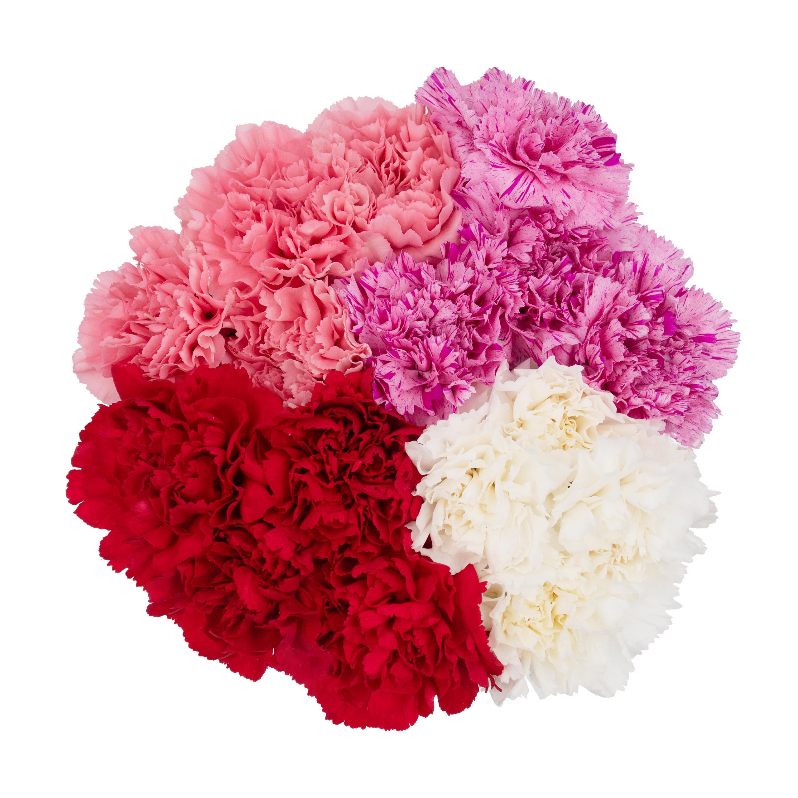 esmeralda-farms-carnations-assorted