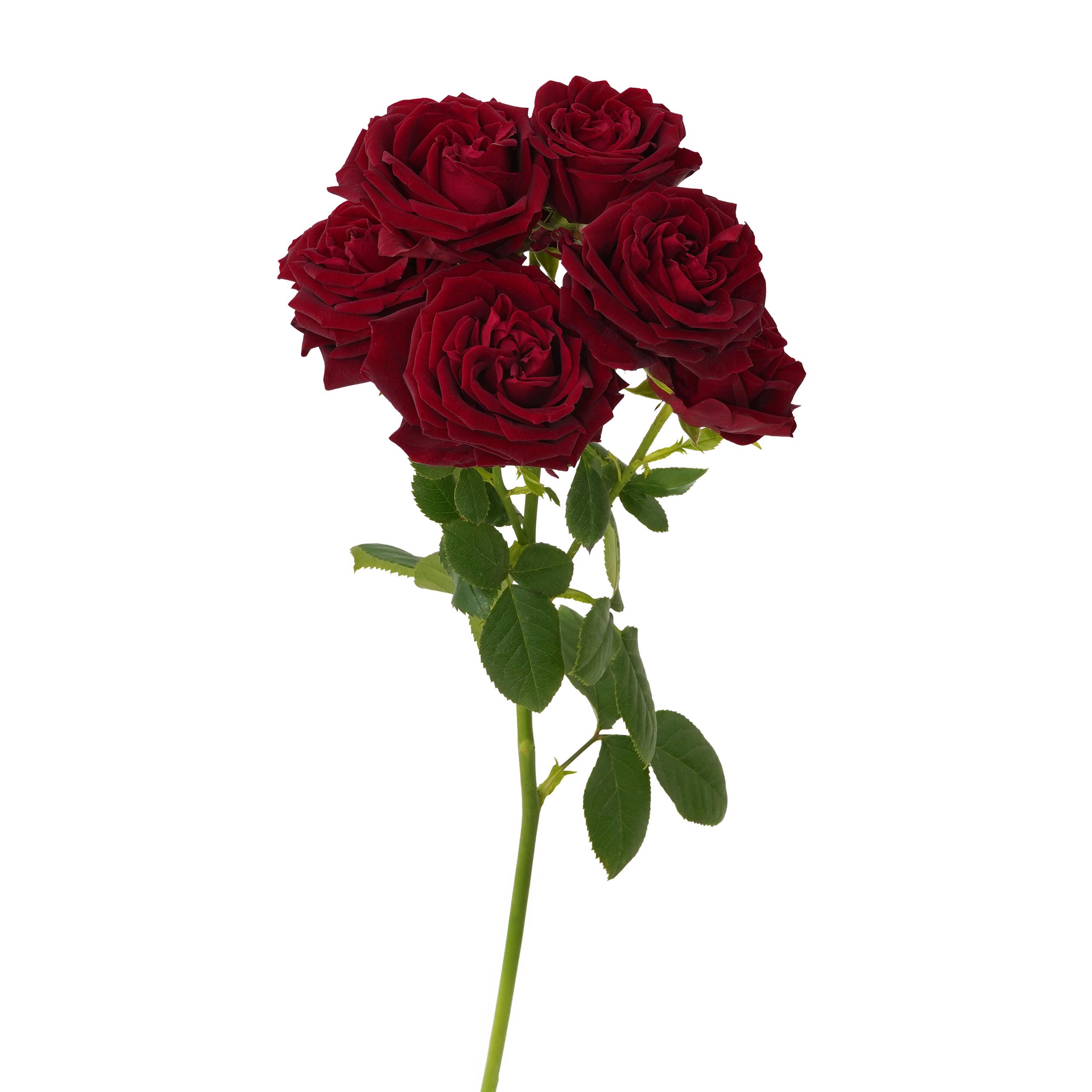 esmeralda-farms-spray-rose-fibonacci-rosso-3