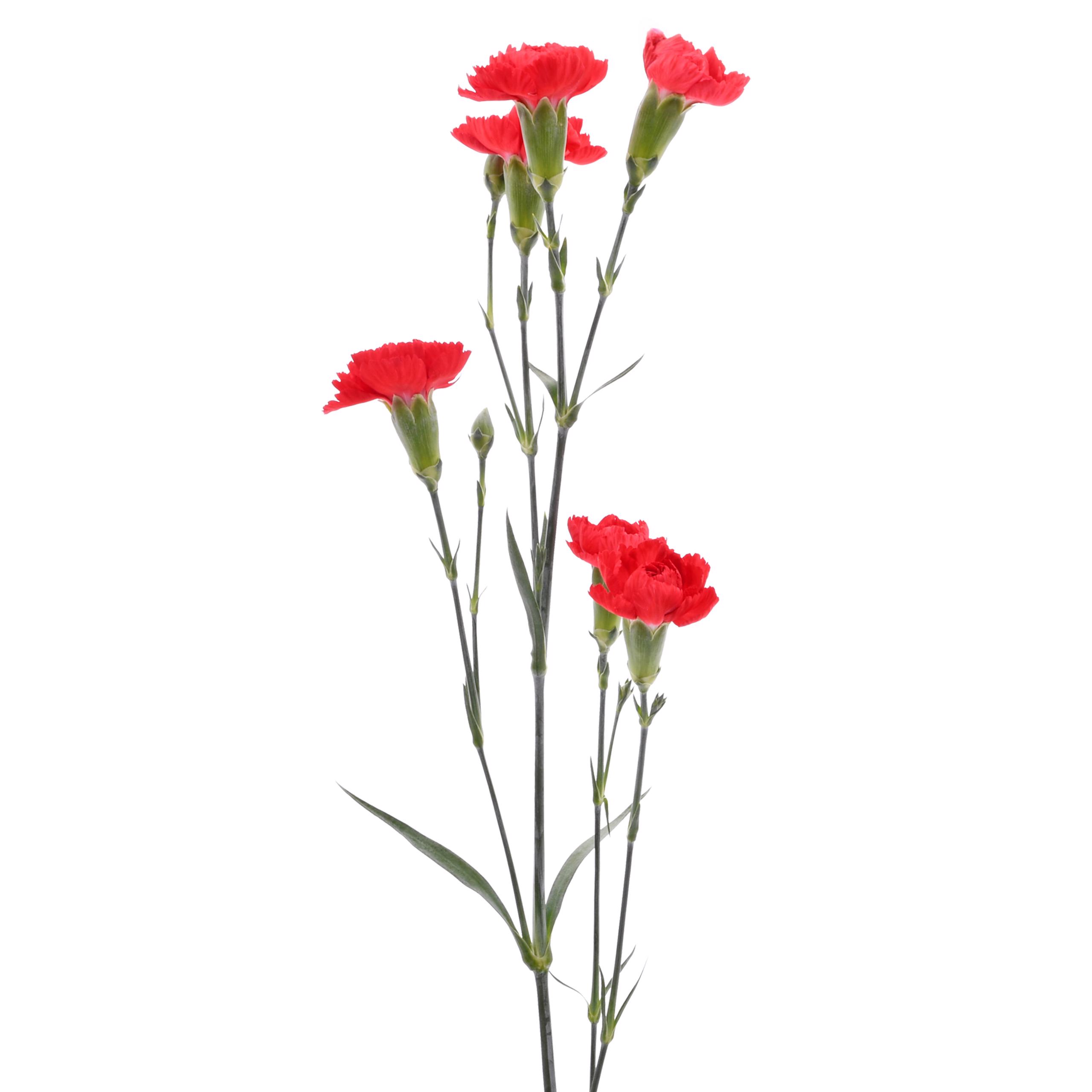 esmeralda-farms-mini-carnation-red-3