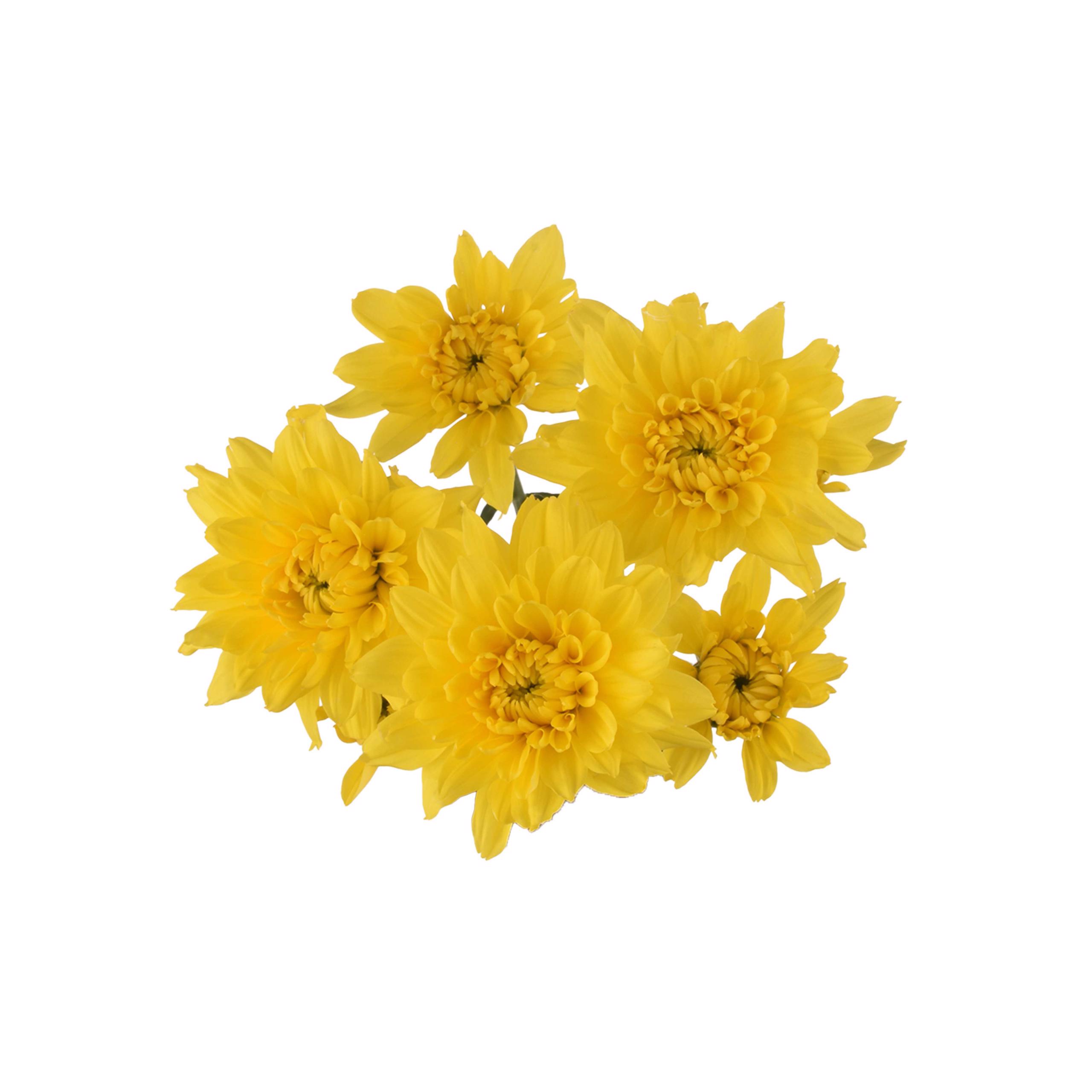 esmeralda-farms-pompon-cushion-golden-kent-5