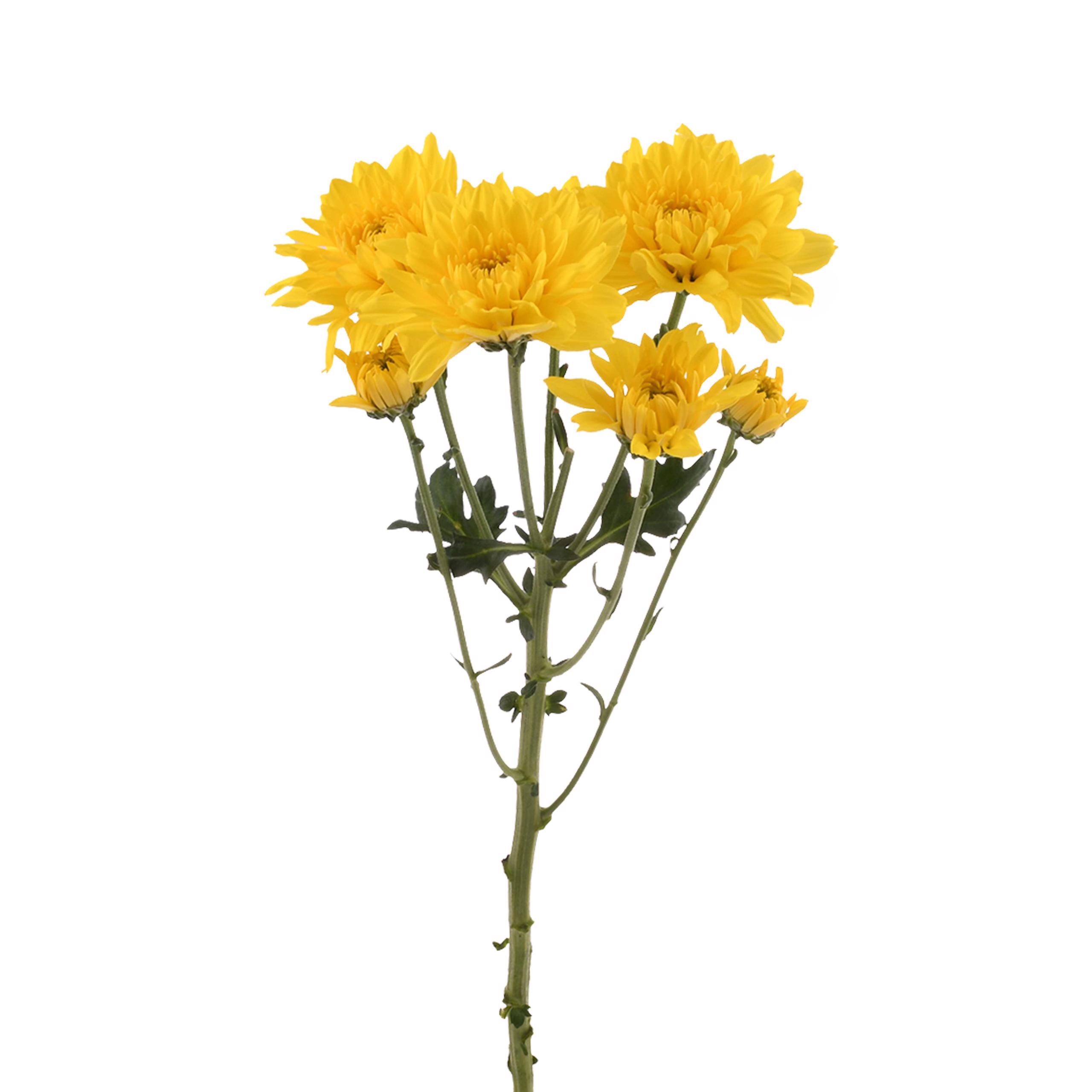 esmeralda-farms-pompon-cushion-golden-kent-4