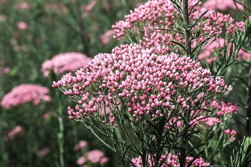 esmeralda-farms-rice-flower