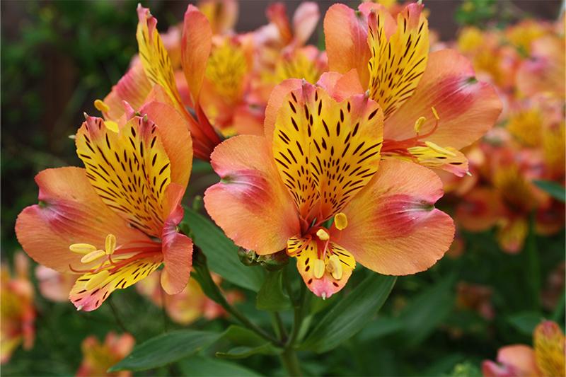 esmeralda-farms-alstroemeria