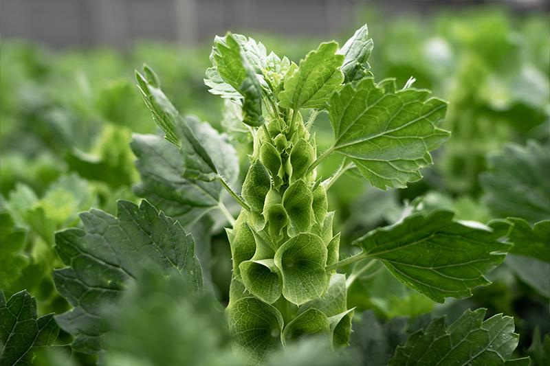 esmeralda-farms-moluccella