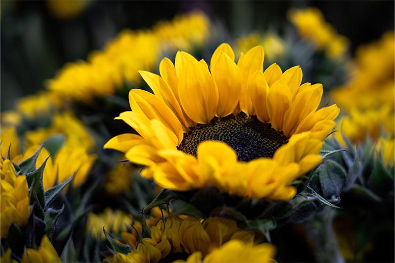 esmeralda-farms-sunflowers