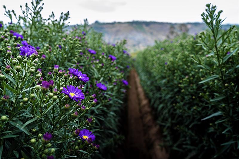 esmeralda-farms-asters