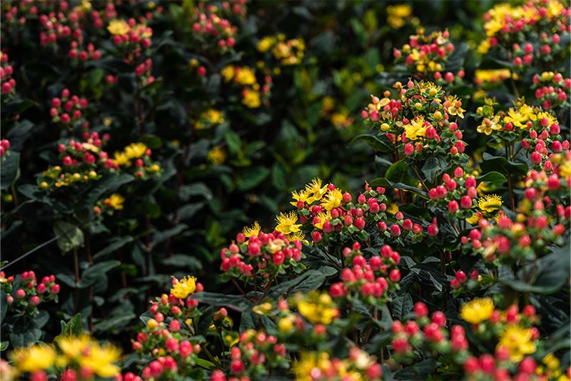 esmeralda-farms-hypericum