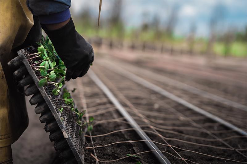 esmeralda-farms-production