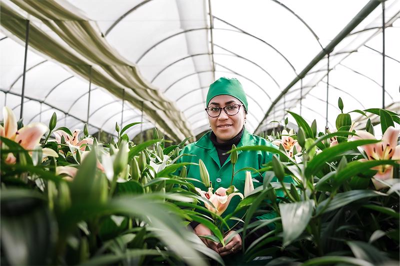 esmeralda-farms-lilies