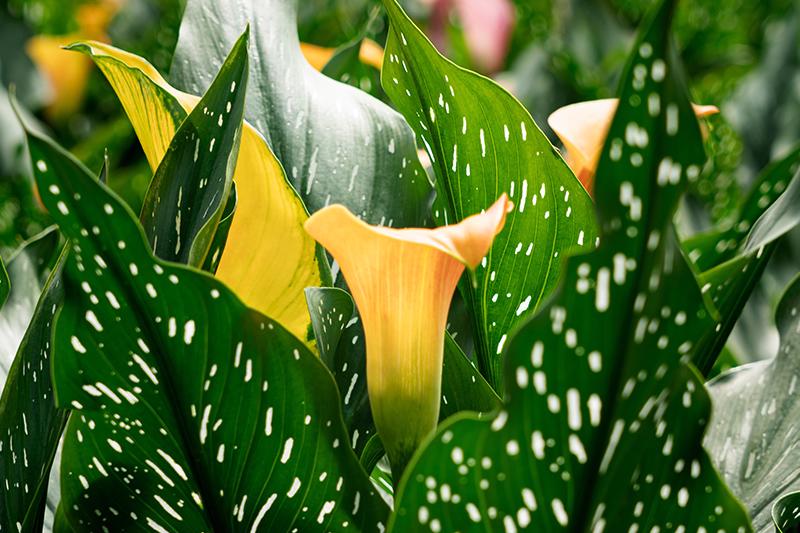 esmeralda-farms-calla-lilies
