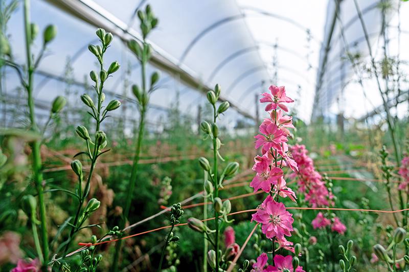 esmeralda-farms-larkspur