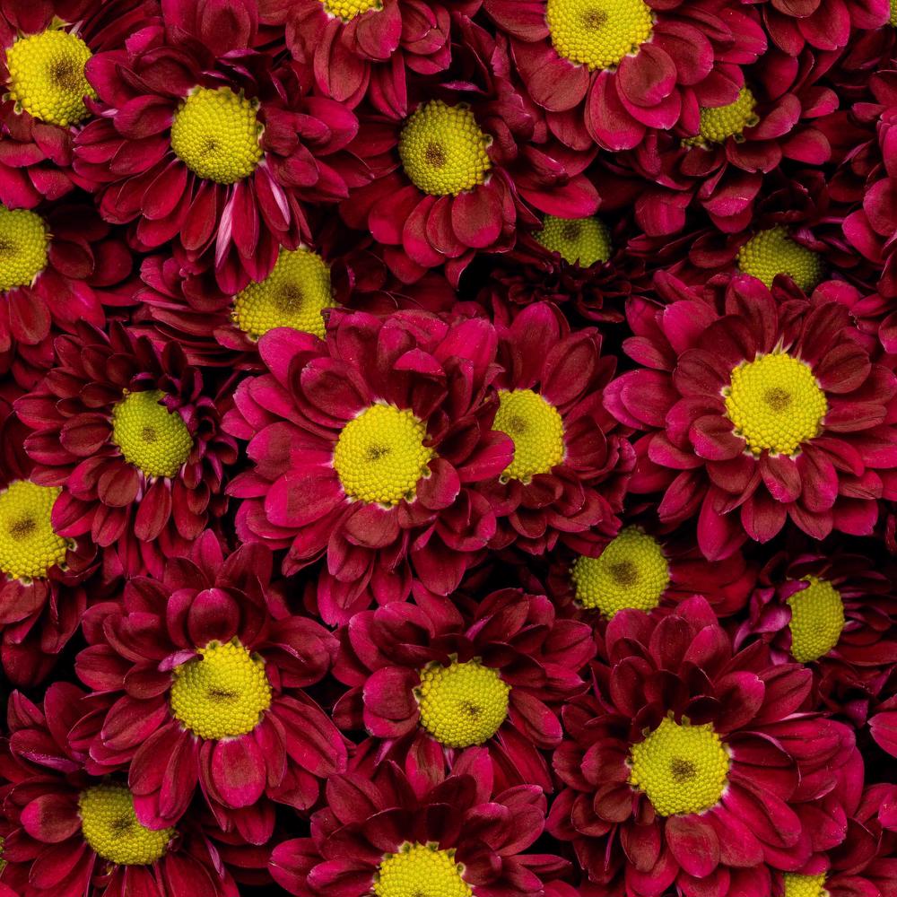 esmeralda-chrysanthemum-alegria