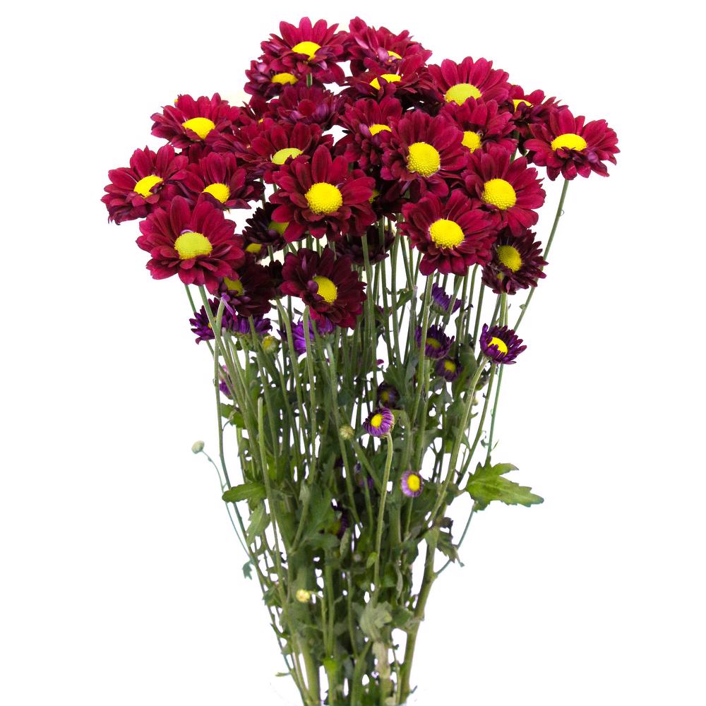 esmeralda-chrysanthemum-alegria