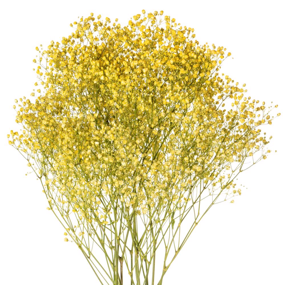 esmeralda-gypsophila-yellow-painted