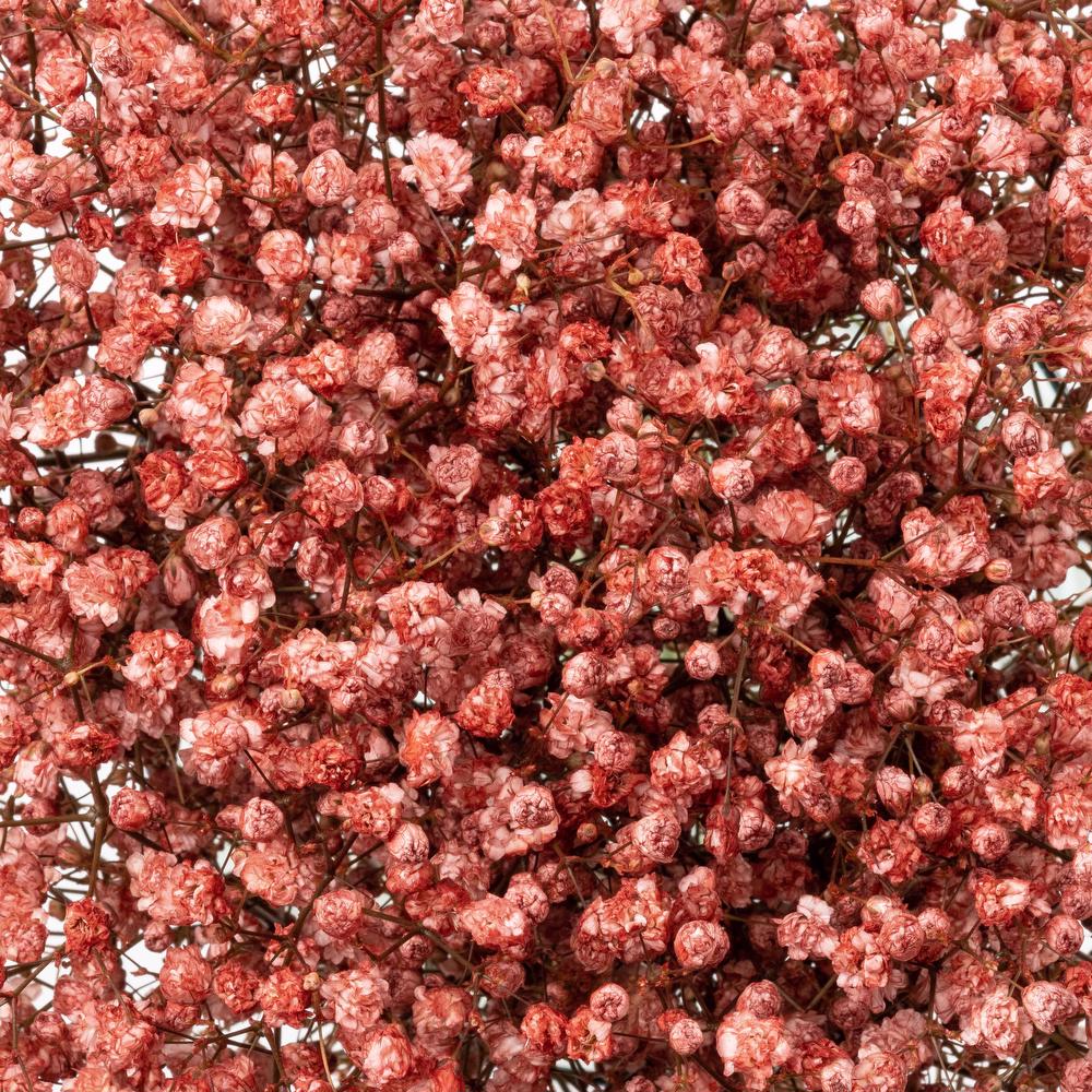 esmeralda-gypsophila-orange-painted