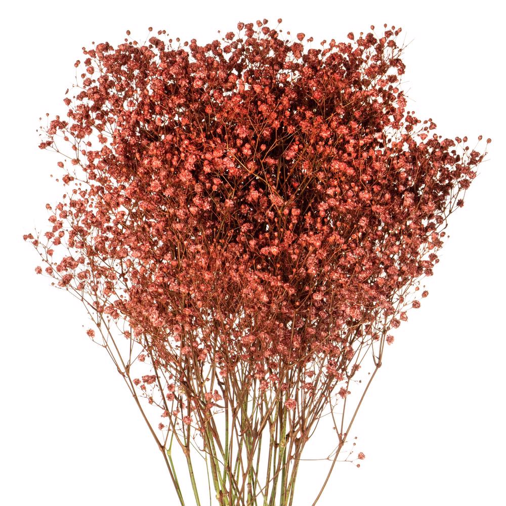 esmeralda-gypsophila-orange-painted