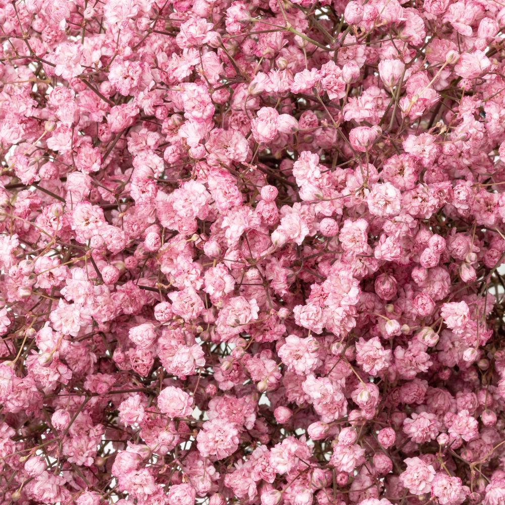 esmeralda-gypsophila-pink-painted