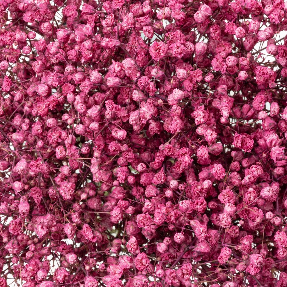 esmeralda-gypsophila-hot-pink-painted