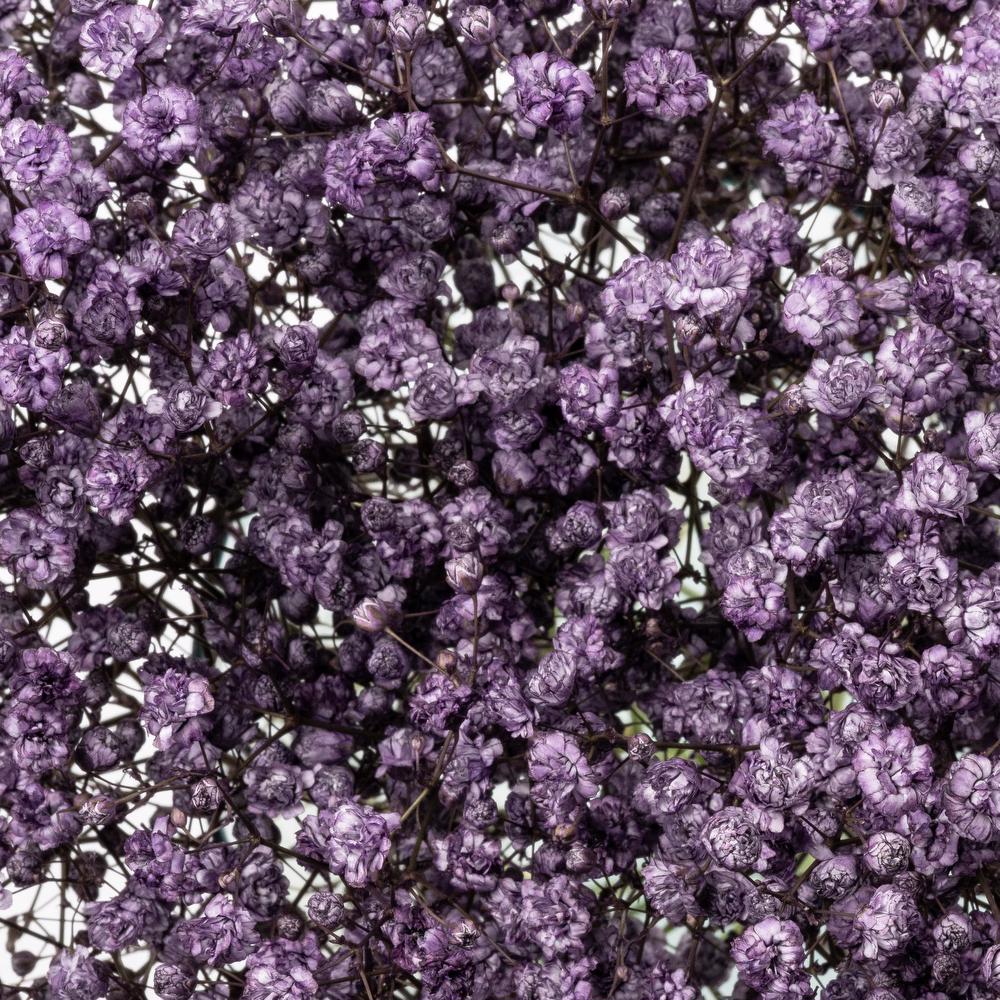 esmeralda-gypsophila-purple-painted