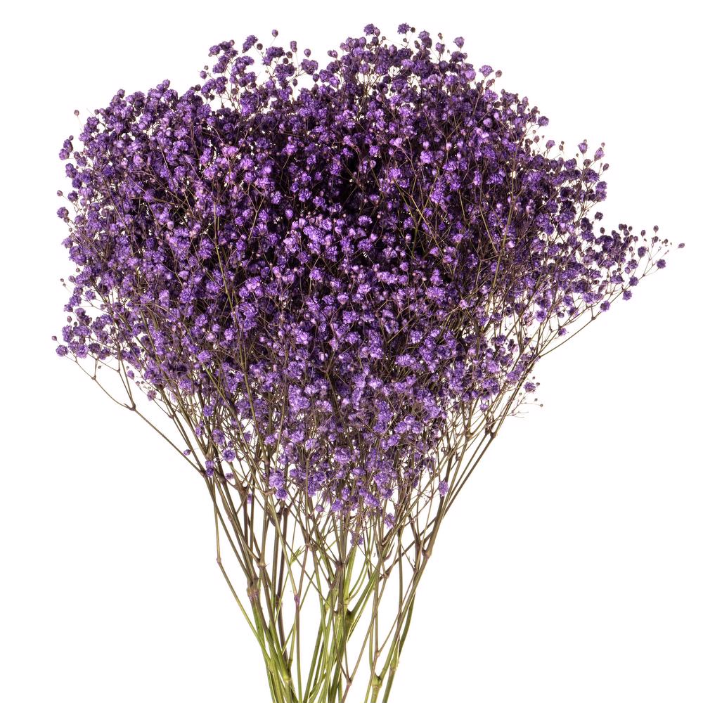 esmeralda-gypsophila-purple-painted