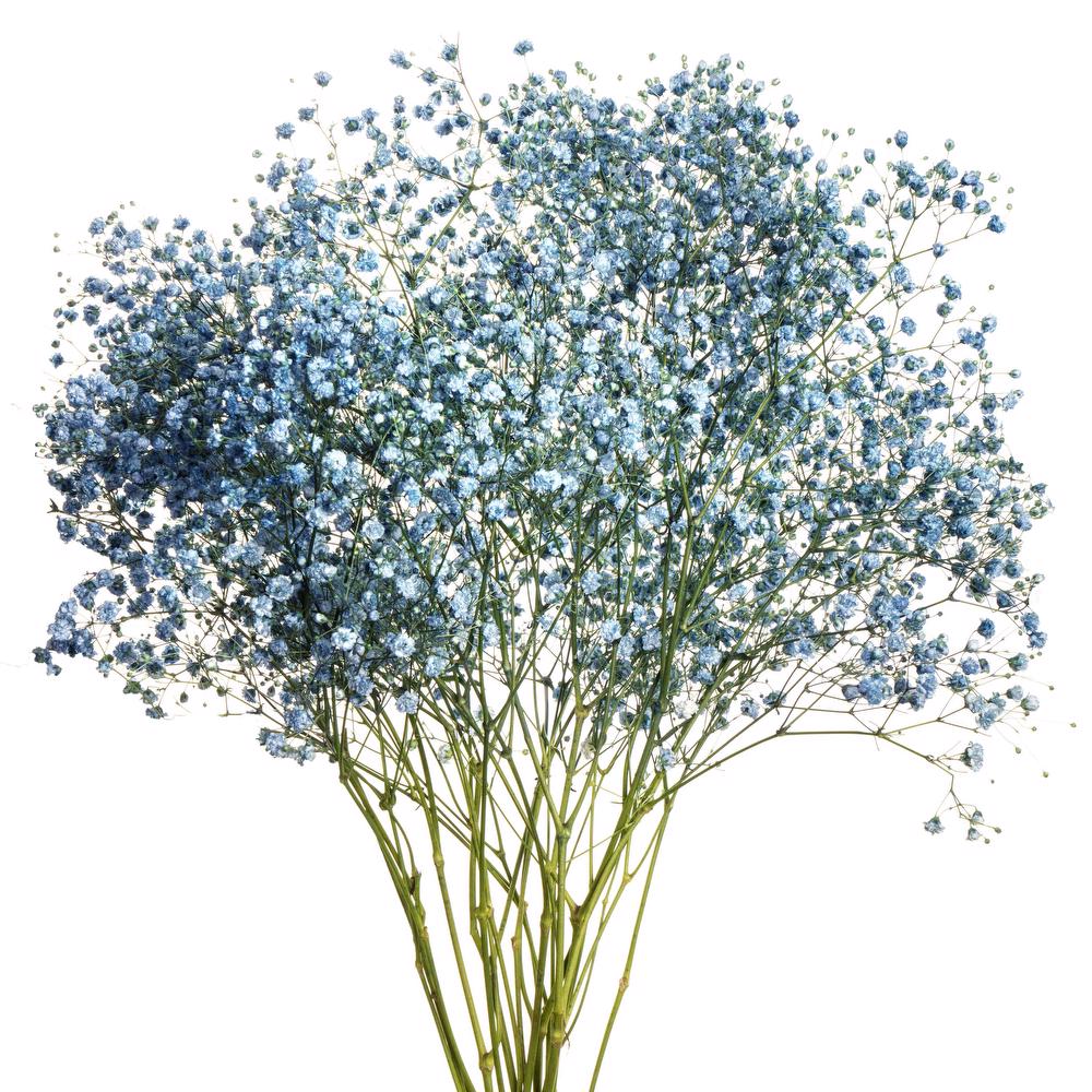 esmeralda-gypsophila-blue-painted