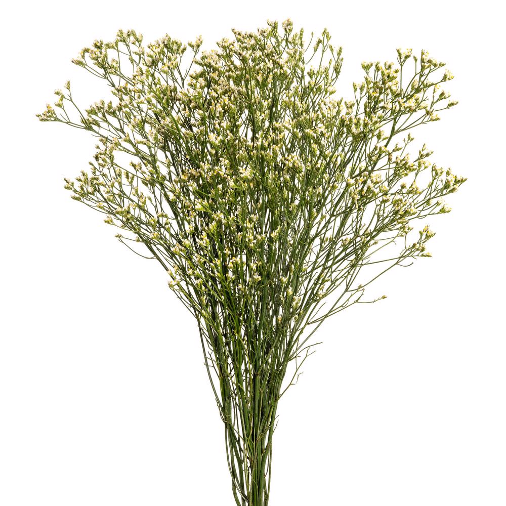 esmeralda-limonium-white-activa