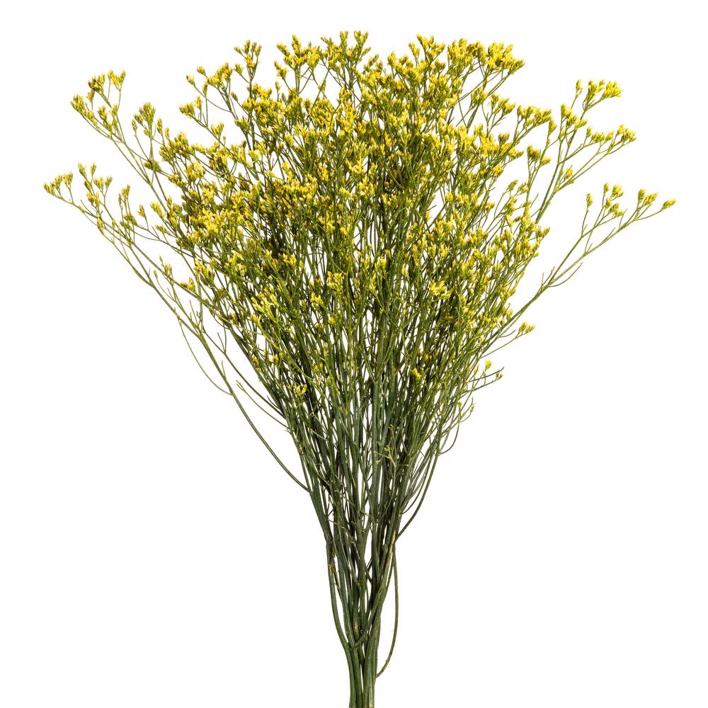 esmeralda-limonium-yellow-painted