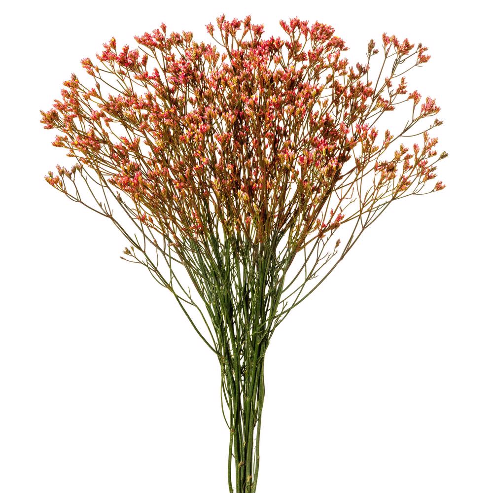 esmeralda-limonium-orange-painted