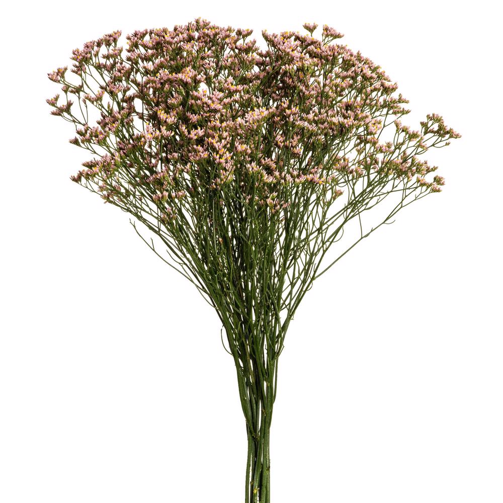 esmeralda-limonium-pink-activa