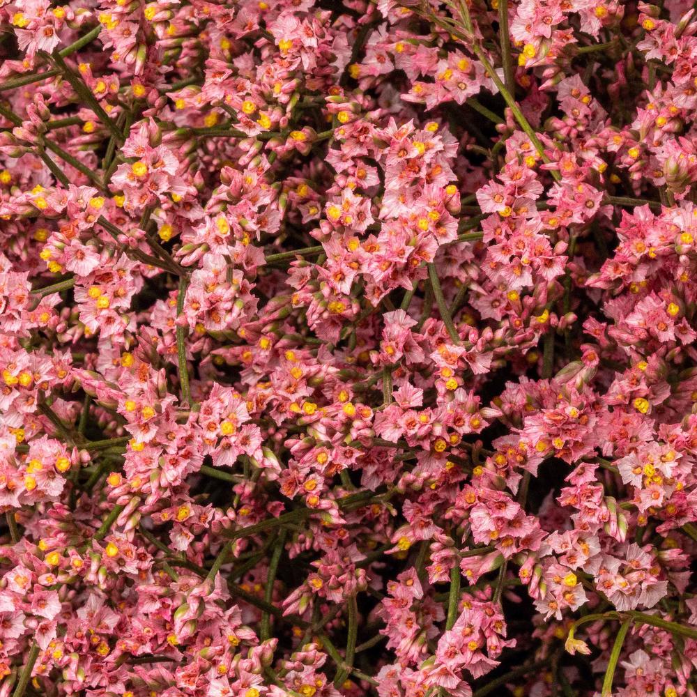 esmeralda-limonium-pink-painted