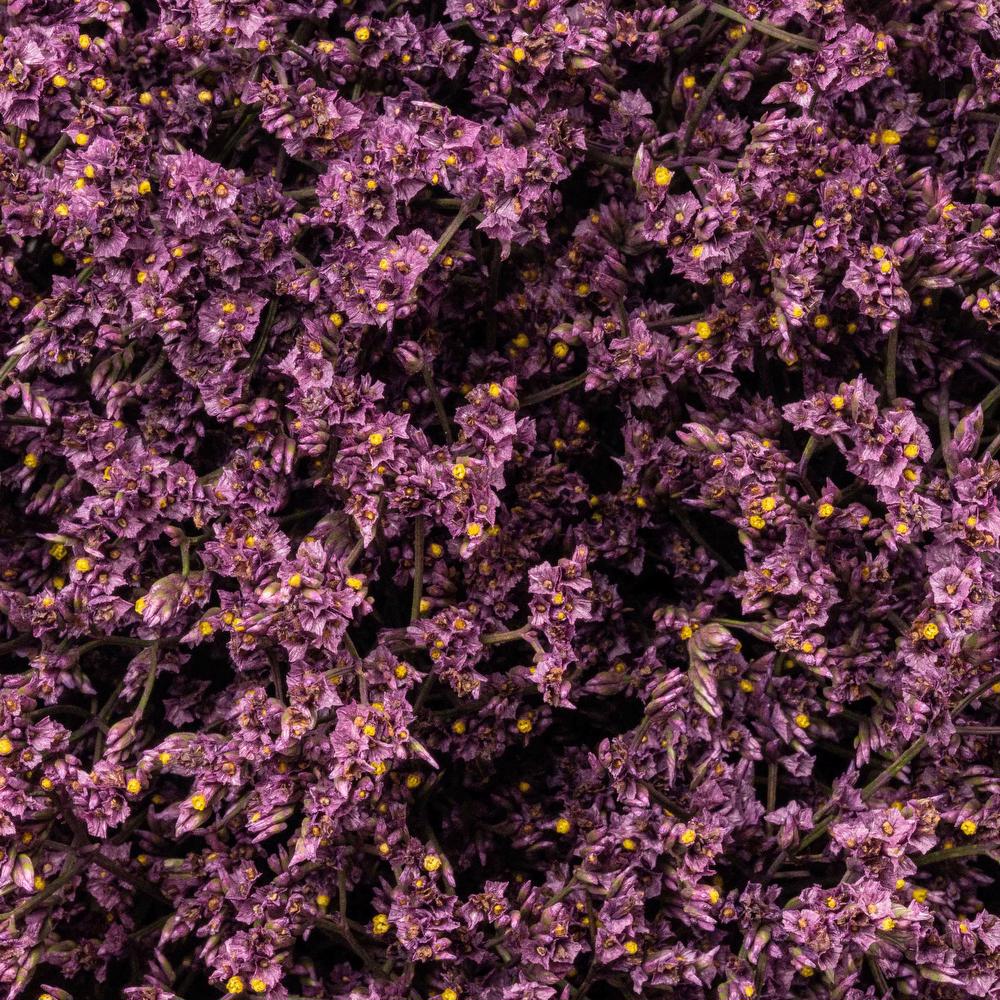 esmeralda-limonium-purple-painted
