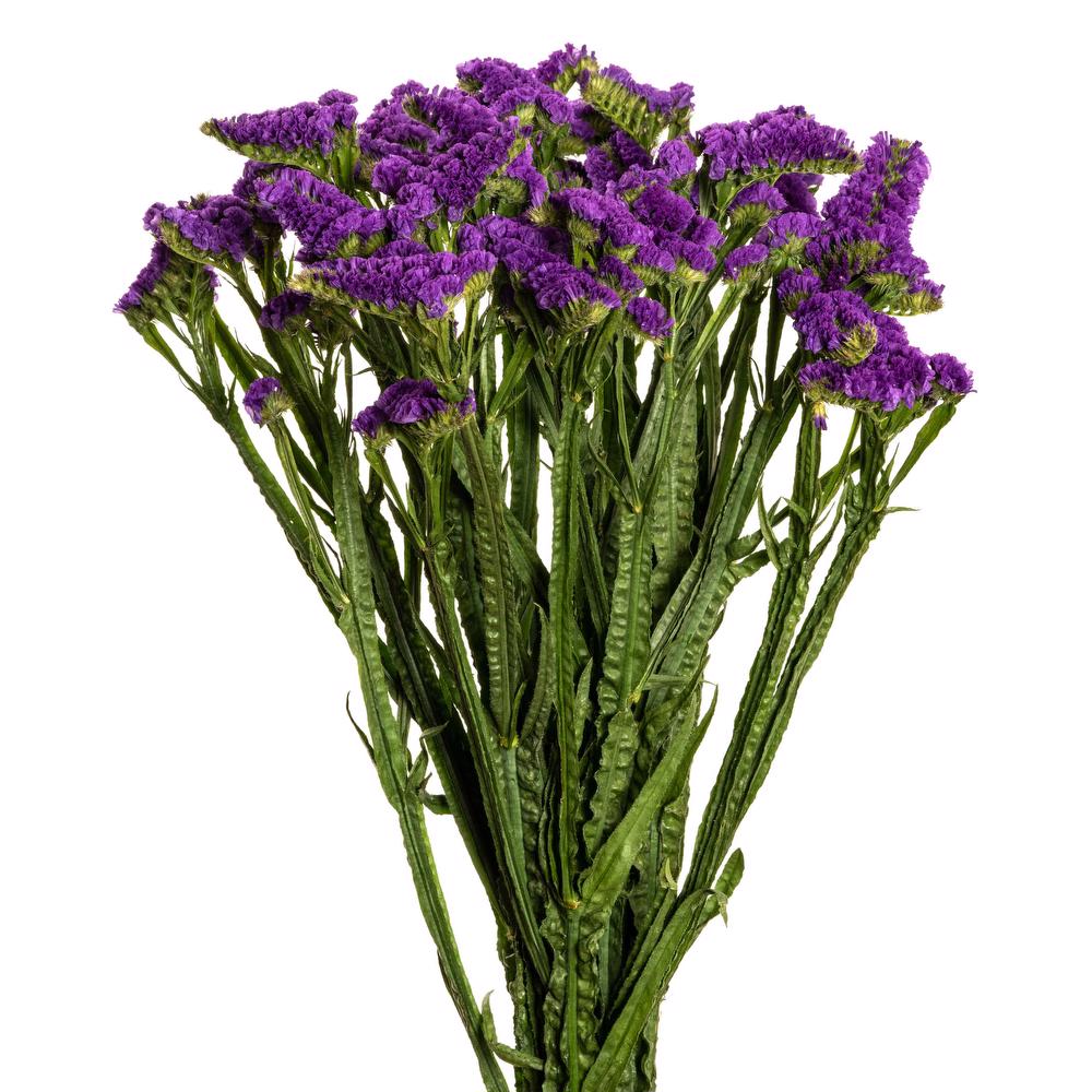 esmeralda-statice-ara-purple